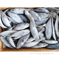 High Quality Frozen Yellowtail Horse Mackerel
